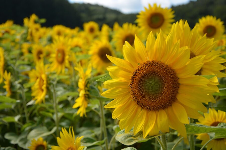 Sunflower field in Hokkaido