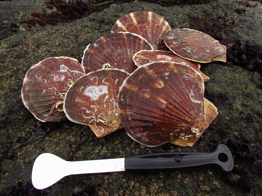 Fresh Mutsu Bay scallops on display at Aomori market
