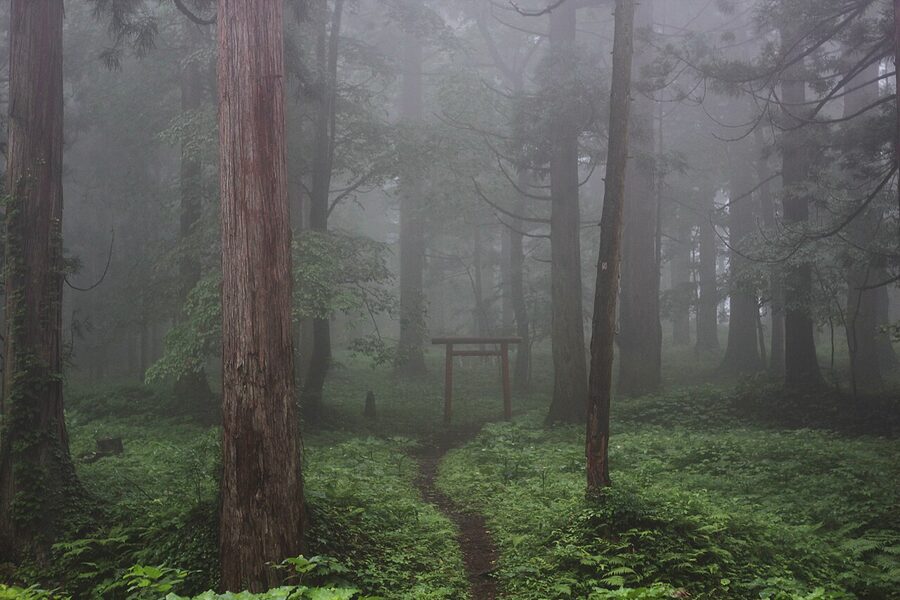 Mount Haguro five-storey pagoda among cedars and morning mist, Yamagata