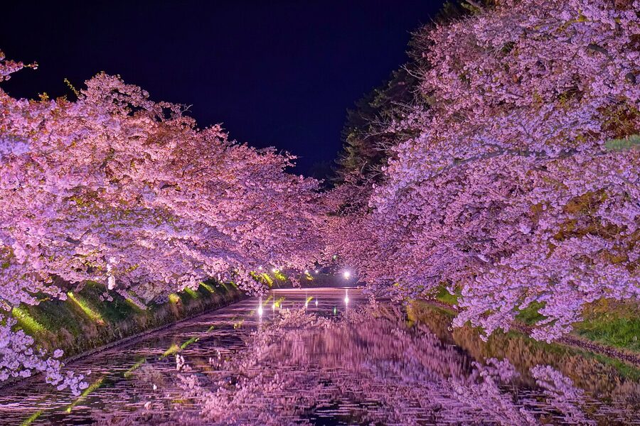 Cherry blossoms along the moat of Hirosaki Castle illuminated at night