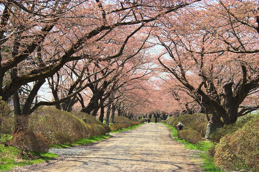 Cherry blossom trees along the Kitakami River at Tenshochi Park, Iwate