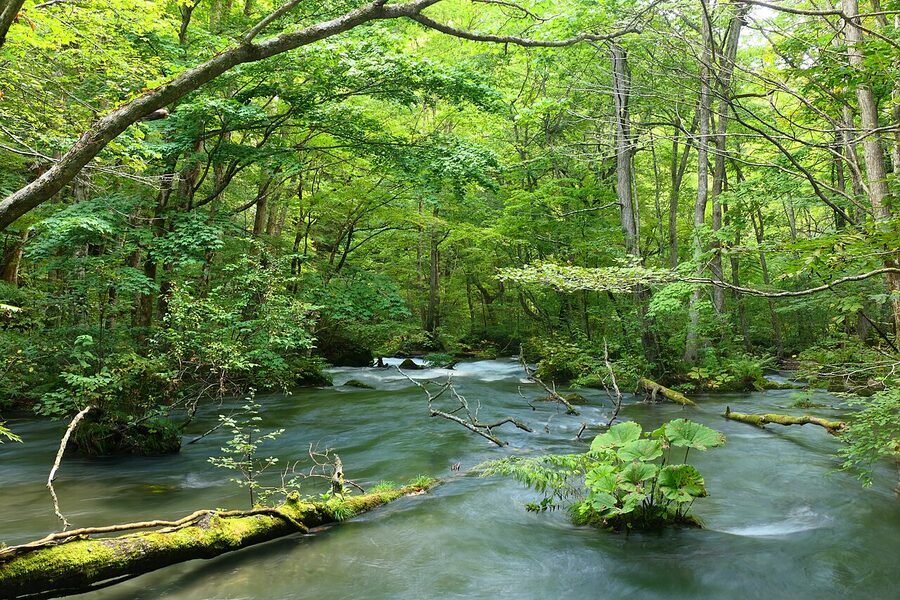 Autumn foliage along Oirase Stream river walk in Aomori