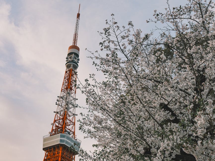 Cherry blossoms framing a Tokyo street with traffic and skyscrapers behind