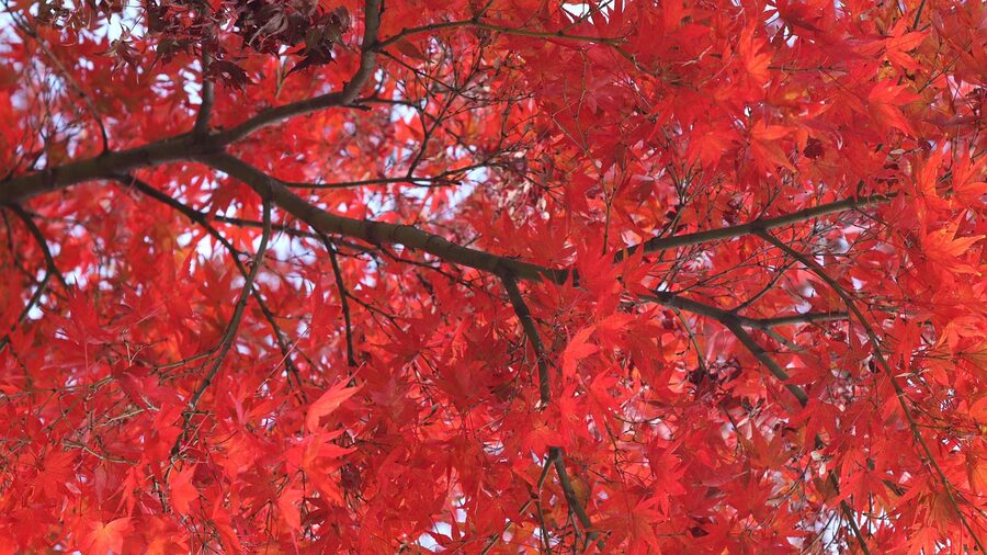 Japanese maple leaves in autumn colour