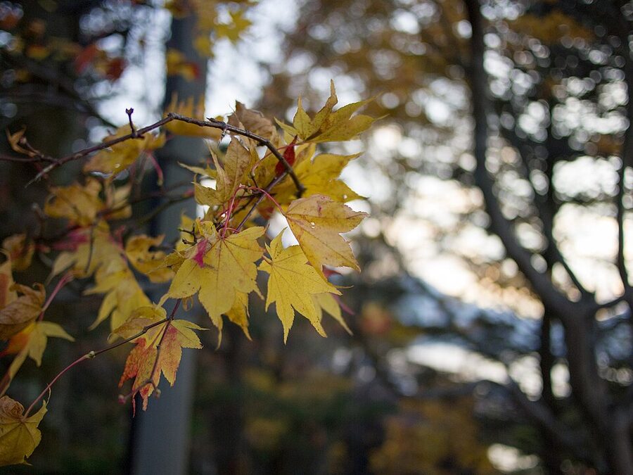 Lake Chuzenji autumn leaves