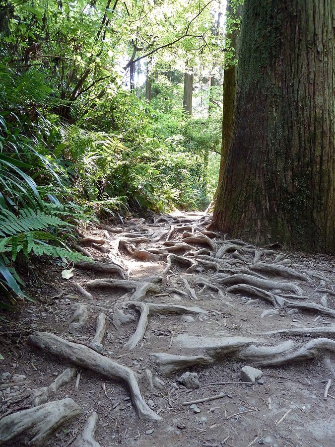 Trail 6 on Mount Takao following a forest stream