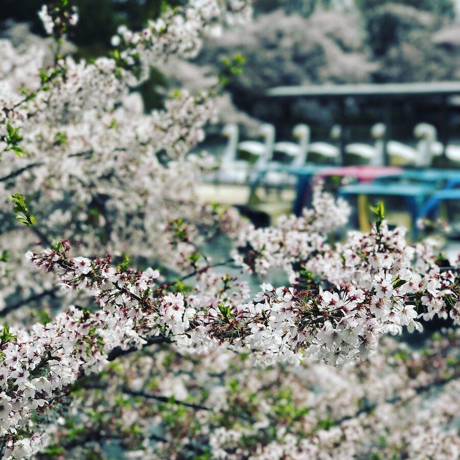 Cherry blossoms at Inokashira Park