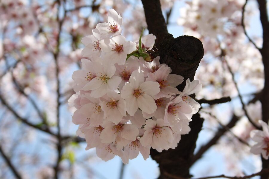 Cherry blossoms in Shinjuku Gyoen Tokyo