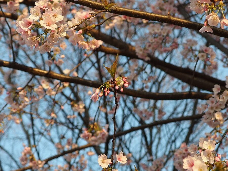 Cherry blossom canopy along main path in Ueno Park