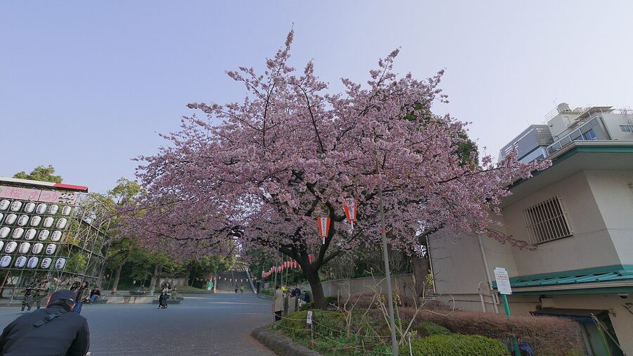 Ueno Park sakura with crowds spread on tarps