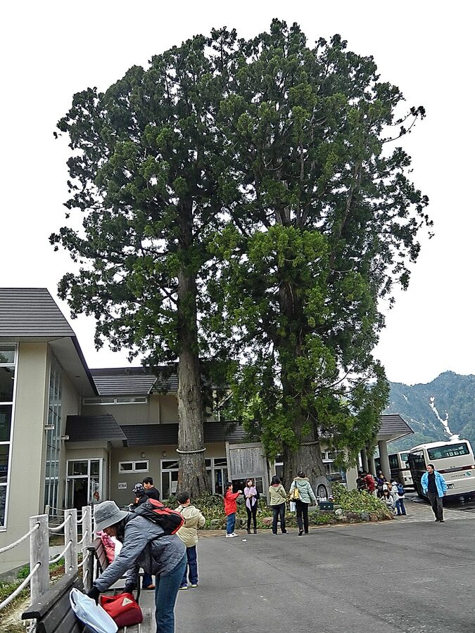 The Bijosugi Cryptomeria japonica cedar tree at Bijodaira Station