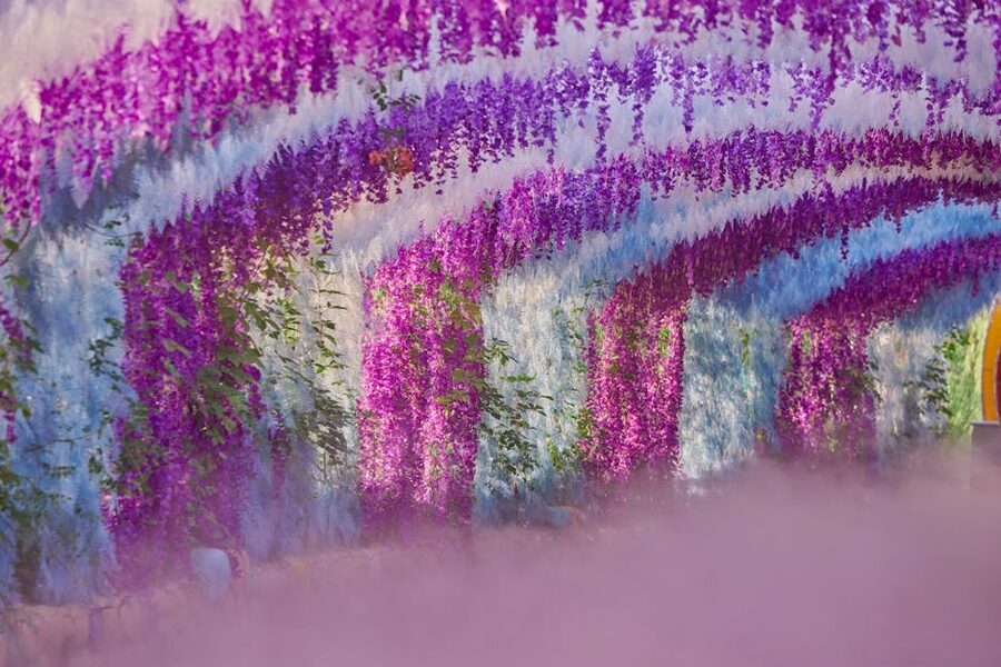 Wisteria tunnel