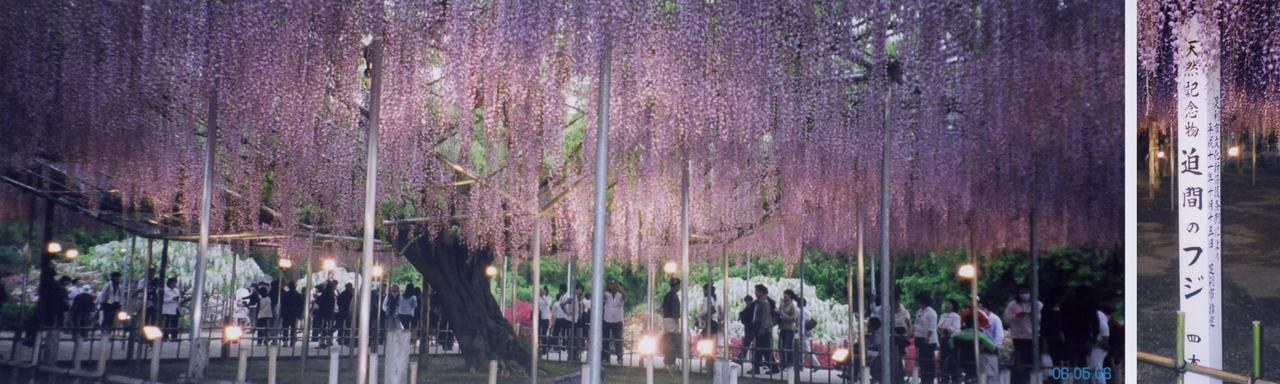 Great Wisteria at Ashikaga Flower Park