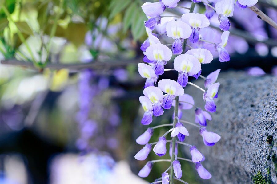 Wisteria garden in Japan