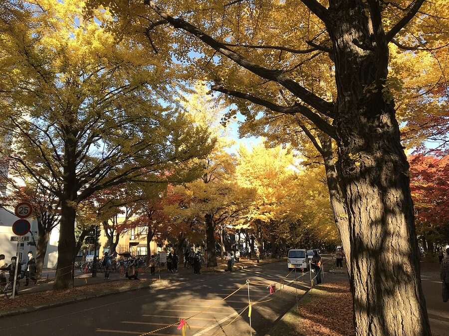 Yellow ginkgo trees lining North 13 avenue at Hokkaido University in autumn