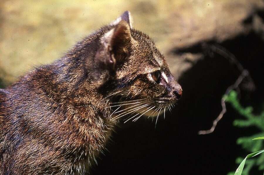Iriomote cat profile