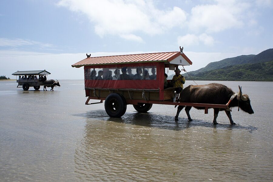 Yubu Island buffalo cart crossing