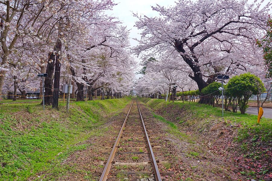 Late-blooming pink double-flowered cherry blossom against railway tracks