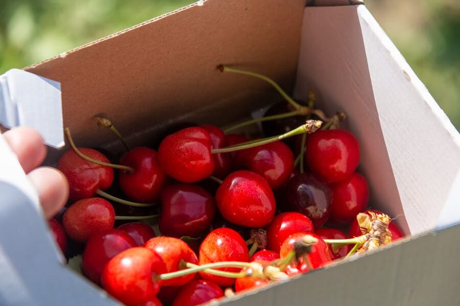 Fresh red cherries packed in a cardboard box