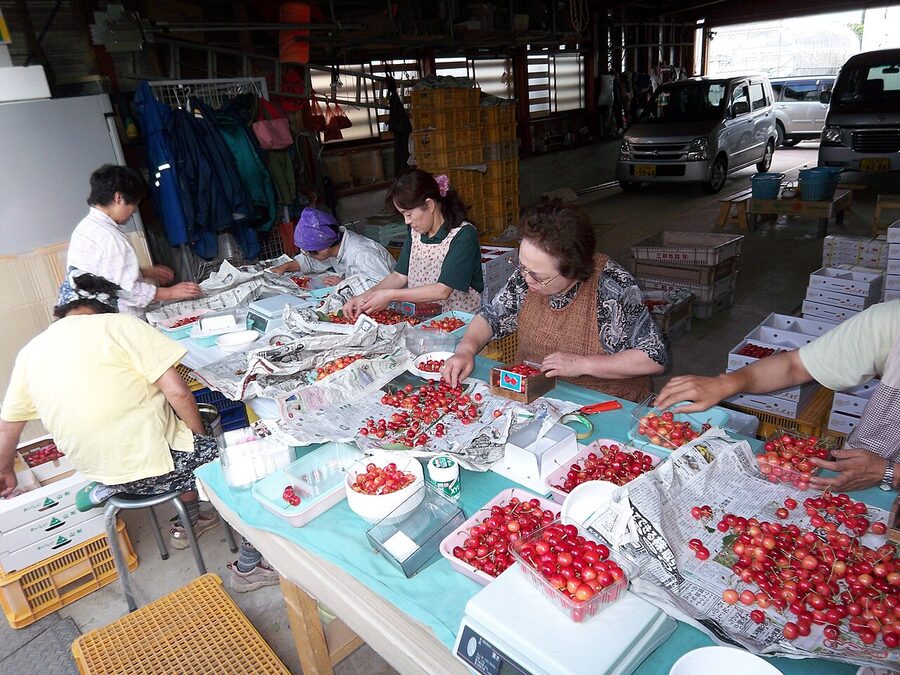 Sato Nishiki cherries being sorted for shipping in Yamagata
