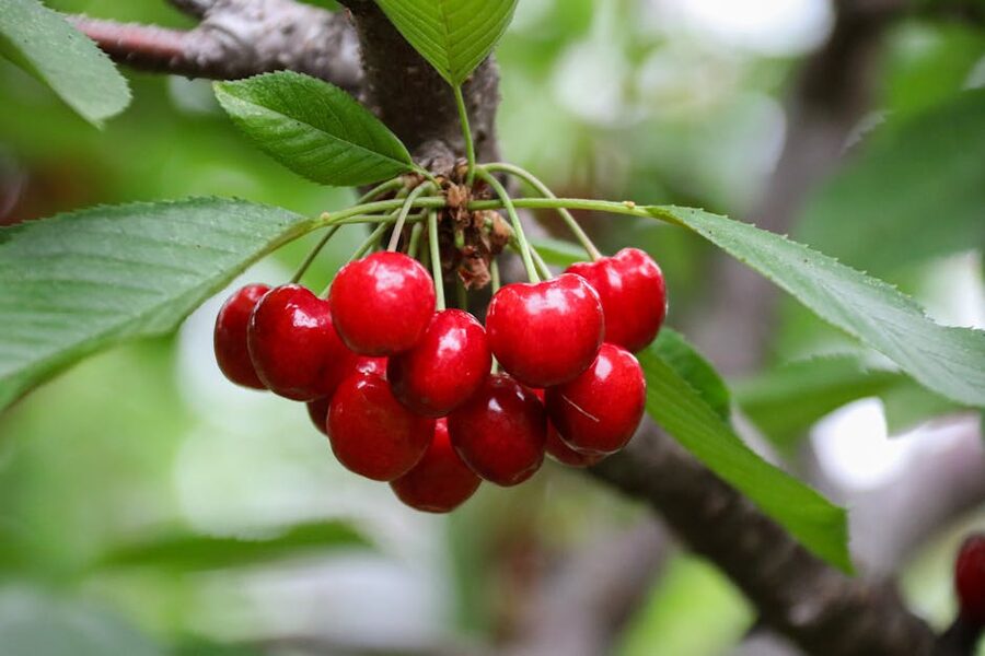 Bright red cherries hanging from a tree branch