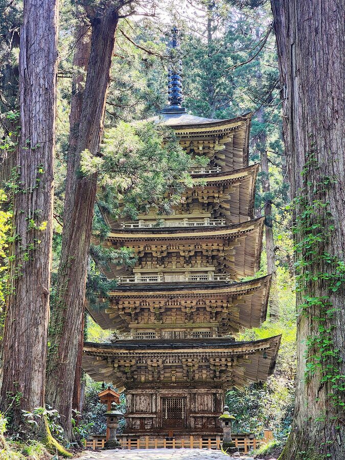 The five-storied pagoda at Mt Haguro among cedar trees in spring