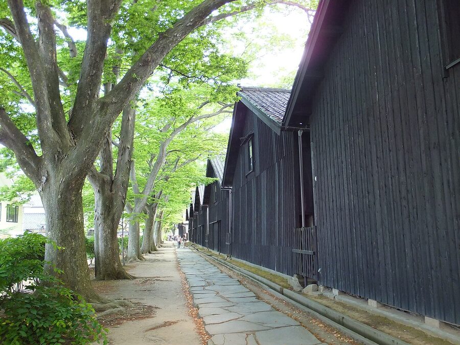Sankyo rice warehouses lined up behind keyaki trees in summer