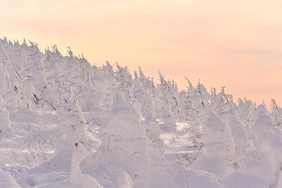 Rime-ice covered fir trees on Mt Zao at dusk