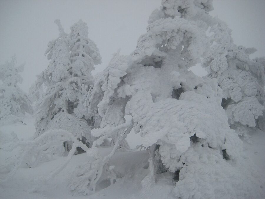 Mt Zao snow monsters with skiers in the foreground