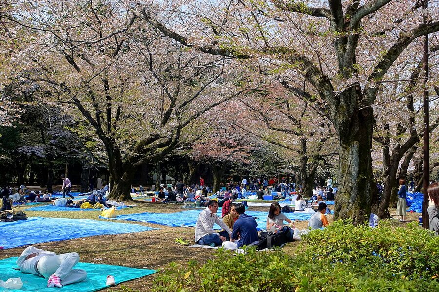 People picnicking under cherry blossoms in Yoyogi Park