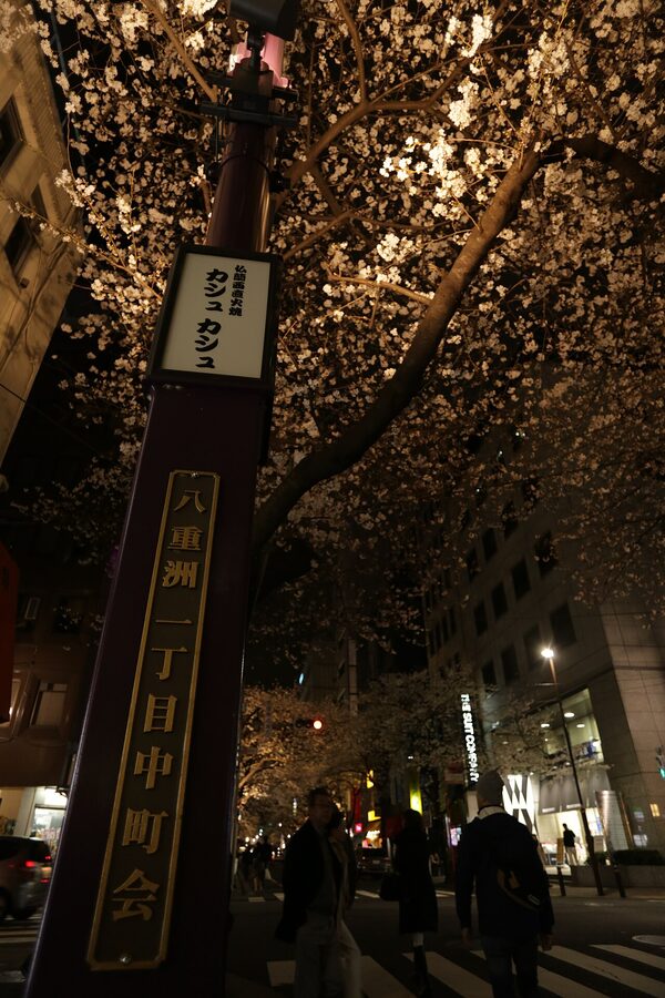 Tokyo yozakura night cherry blossom illumination